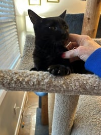 MINKY - Small Cat, Big Inspiration; PERFECT - Photo 5
