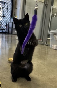 MINKY - Small Cat, Big Inspiration; PERFECT - Photo 4