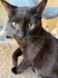 MINKY - Small Cat, Big Inspiration; PERFECT - Photo 2