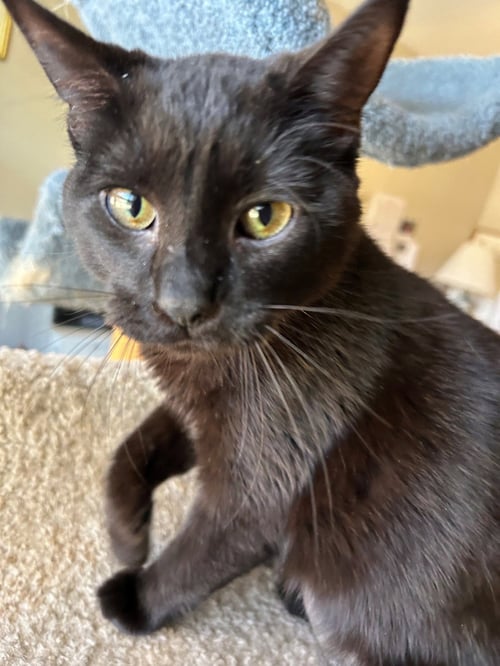 MINKY - SMALL CAT, BIG INSPIRATION; PERFECT - Bombay / Domestic Short Hair available for adoption