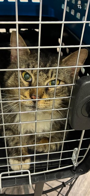 Fozzy Bear - From Suffering to COMFORT! Image