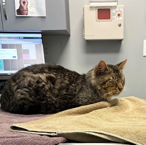 FOZZY BEAR - FROM SUFFERING TO COMFORT! - Domestic Long Hair available for adoption