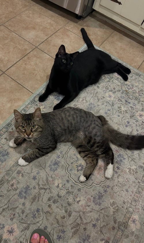 FOZZY BEAR - MAINE COON MIX - BIG SWEETIE - Maine Coon / Domestic Medium Hair available for adoption