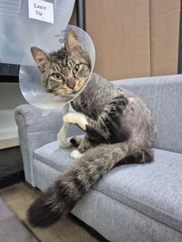 FOZZY - Maine Coon mix - BIG Sweetie! - Photo 9