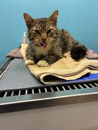 Fozzy Bear - From Suffering to COMFORT! - Photo 3