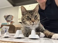 FOZZY - Maine Coon mix - BIG Sweetie! - Photo 6