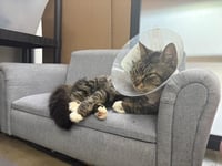 Fozzy Bear - From Suffering to COMFORT! - Photo 4