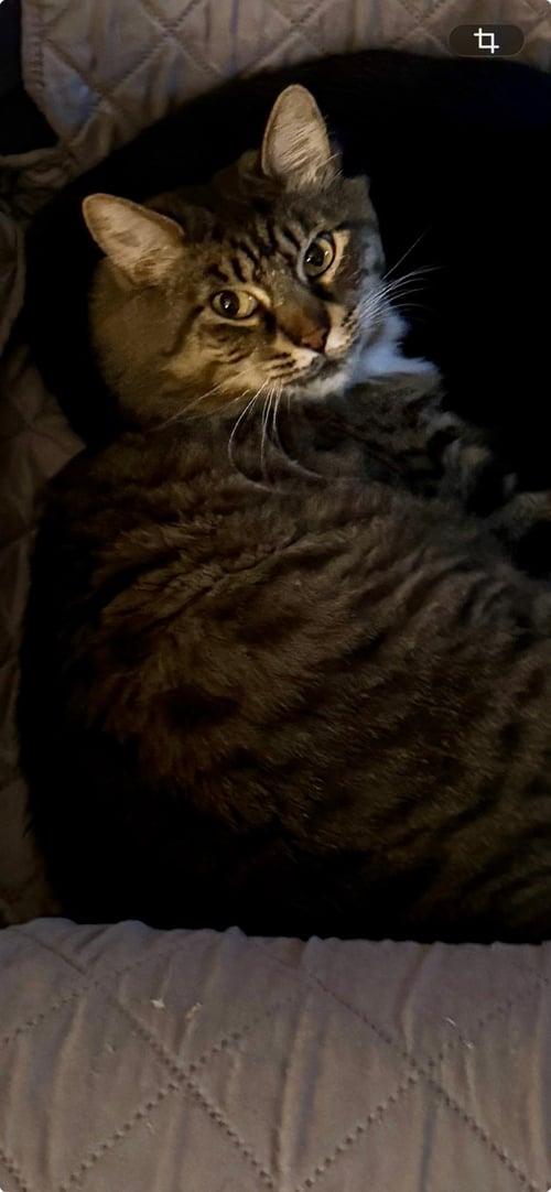 FOZZY - MAINE COON MIX - BIG SWEETIE! - Maine Coon / Domestic Medium Hair available for adoption