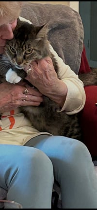 FOZZY - Maine Coon mix - BIG Sweetie! - Photo 12