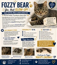 FOZZY - Maine Coon mix - BIG Sweetie! - Photo 8