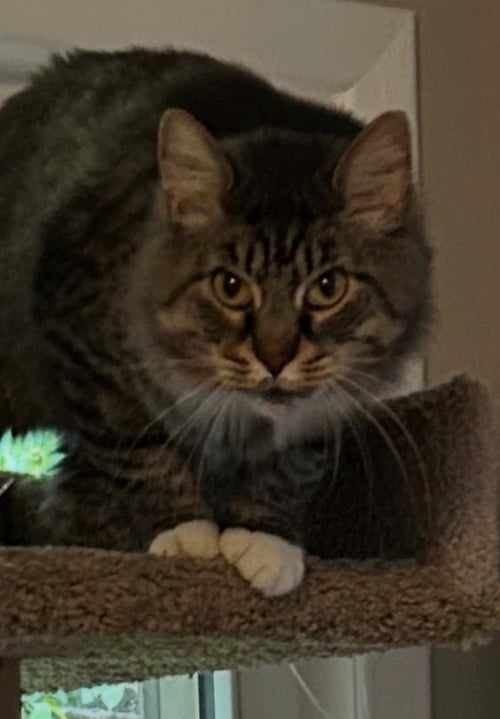 FOZZY - MAINE COON MIX - BIG SWEETIE! - Maine Coon / Domestic Medium Hair available for adoption