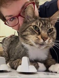 FOZZY - Maine Coon mix - BIG Sweetie! - Photo 7
