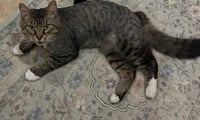 FOZZY - Maine Coon mix - BIG Sweetie! - Photo 3
