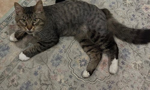 FOZZY BEAR - MAINE COON MIX - BIG SWEETIE - Maine Coon / Domestic Medium Hair available for adoption