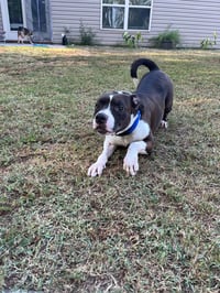 Duke - Photo 2