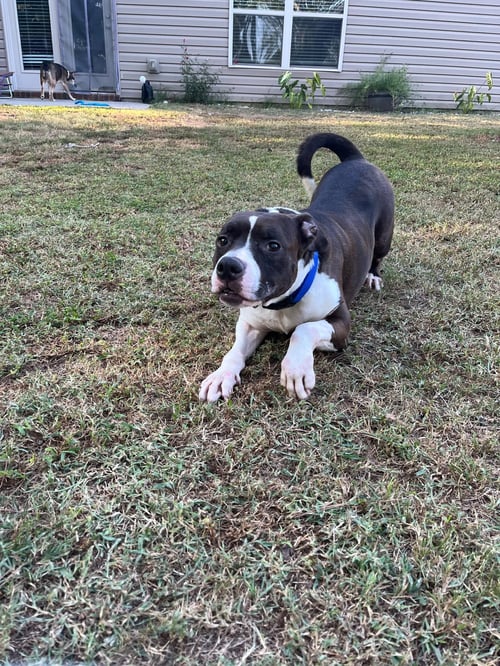 DUKE - American Pit Bull Terrier / Border Collie available for adoption