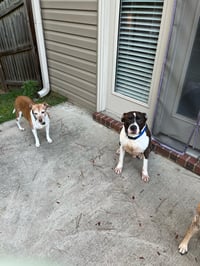 Duke - Photo 7