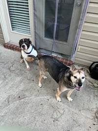 Duke - Photo 4