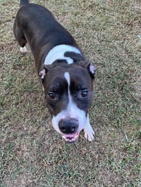 Duke - Photo 3