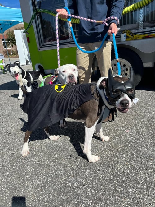 DUKE - American Pit Bull Terrier / Border Collie available for adoption