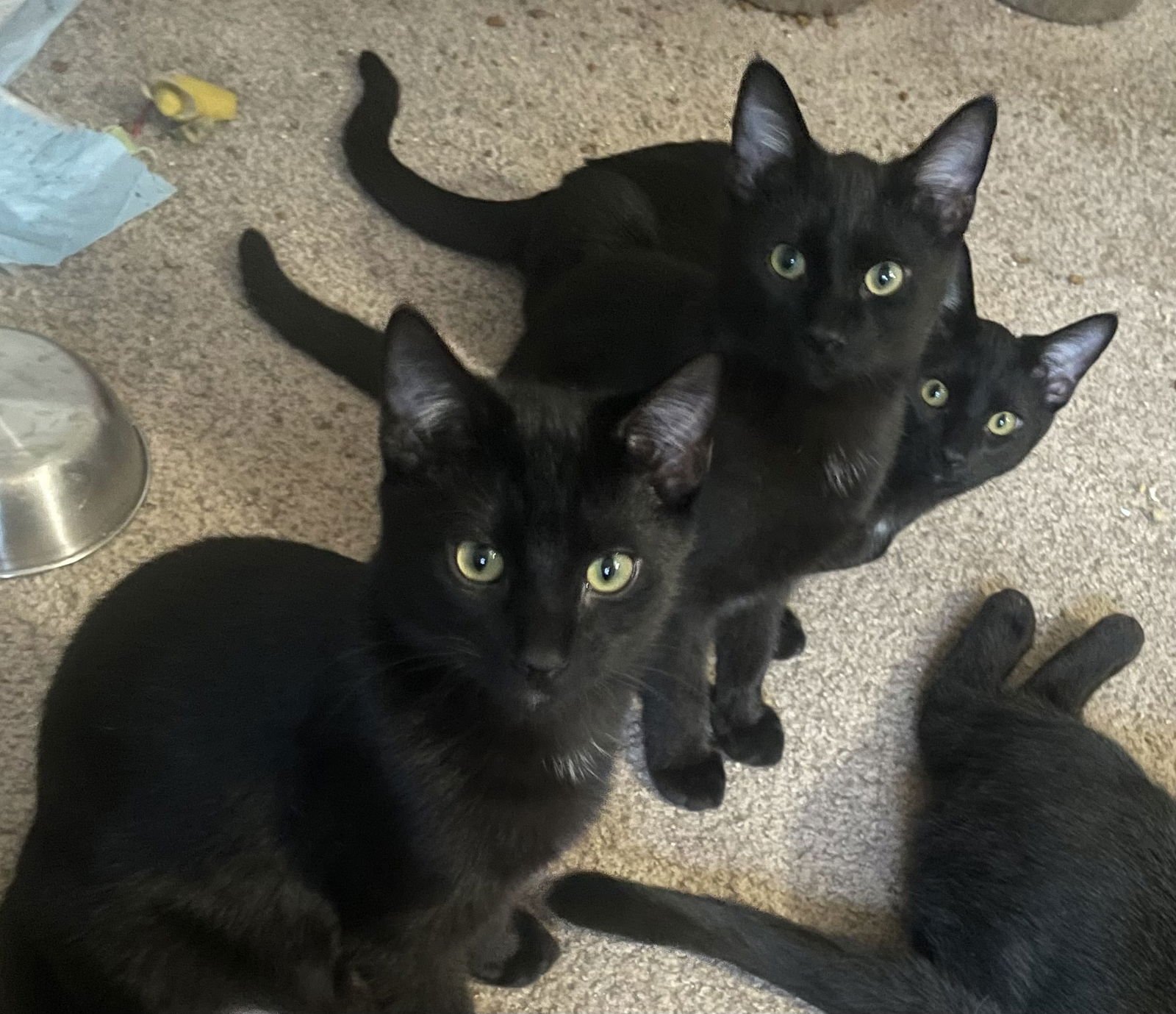 ORBIT, STAR, COSMO, MOONDUST, TWINKLE LOVE BLACK - Bombay / American Shorthair for adoption in Atlanta