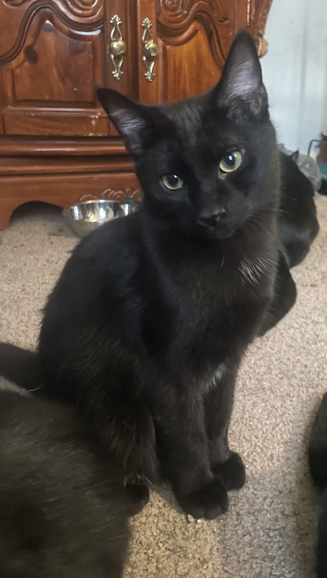 Orbit, Star, Cosmo, Moondust, Twinkle LOVE black - Photo 2