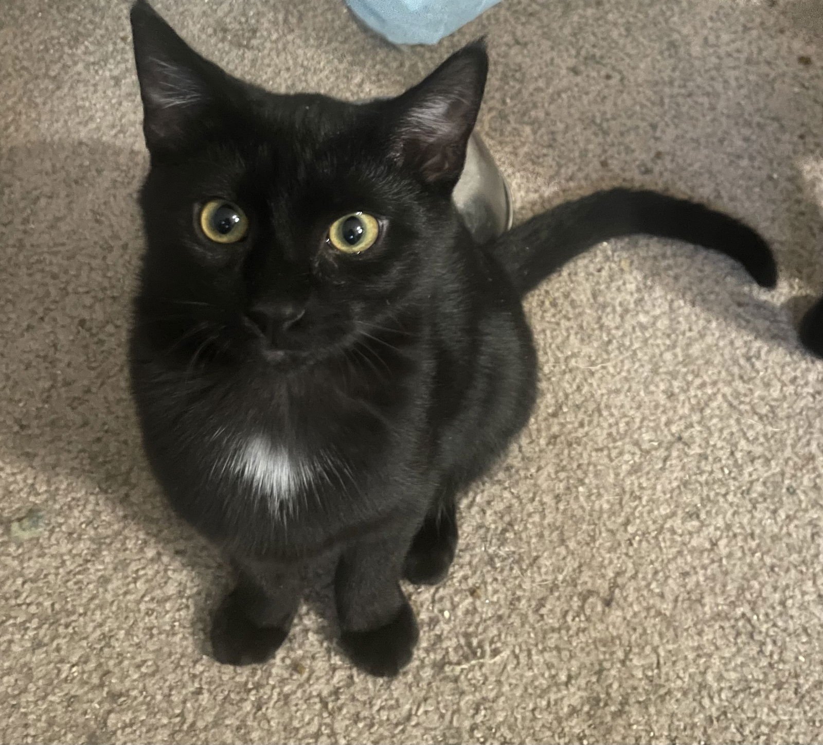 Orbit, Star, Cosmo, Moondust, Twinkle LOVE black - Photo 3