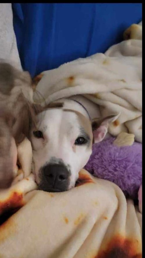 DAISY - SHE'LL BLOOM IN YOUR HEART FOREVER - Unknown available for adoption