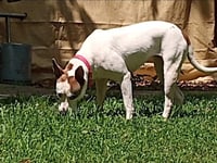 Daisy - She'll Bloom in Your Heart Forever - Photo 2