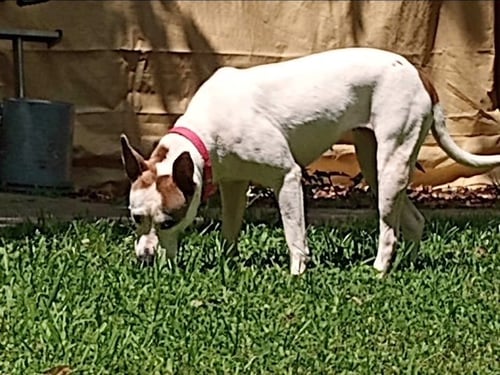 DAISY - SHE'LL BLOOM IN YOUR HEART FOREVER - Unknown available for adoption