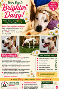 Daisy - She'll Bloom in Your Heart Forever - Photo 5