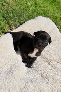 Duncan - The Sweetest Treat in the Litter! - Photo 1