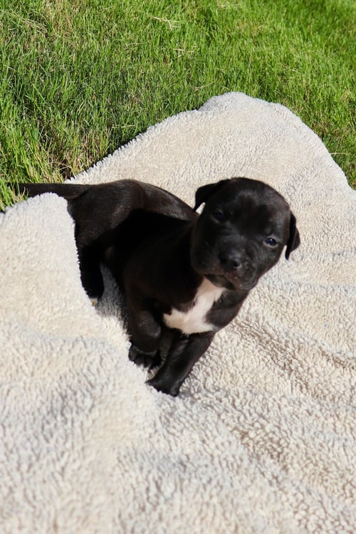 DUNCAN - THE SWEETEST TREAT IN THE LITTER! - American Staffordshire Terrier / Labrador Retriever available for adoption