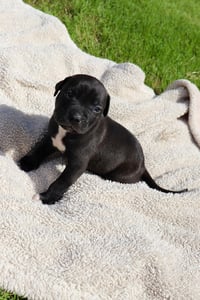 Duncan - The Sweetest Treat in the Litter! - Photo 2