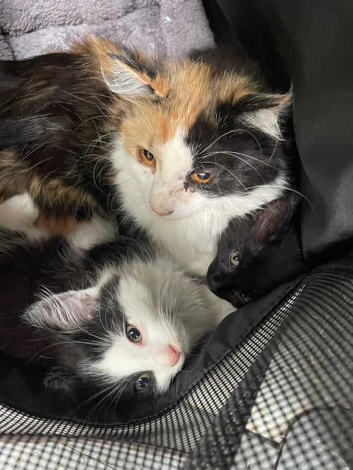CALLY KATT - DELICATE SCARED BEAUTY! SWEET! - Calico available for adoption