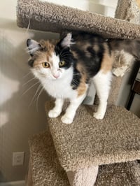 Callie Kitten - Delicate Beauty! SWEET! Young - Photo 8