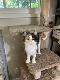 Callie Kitten - Delicate Beauty! SWEET! Young - Photo 3