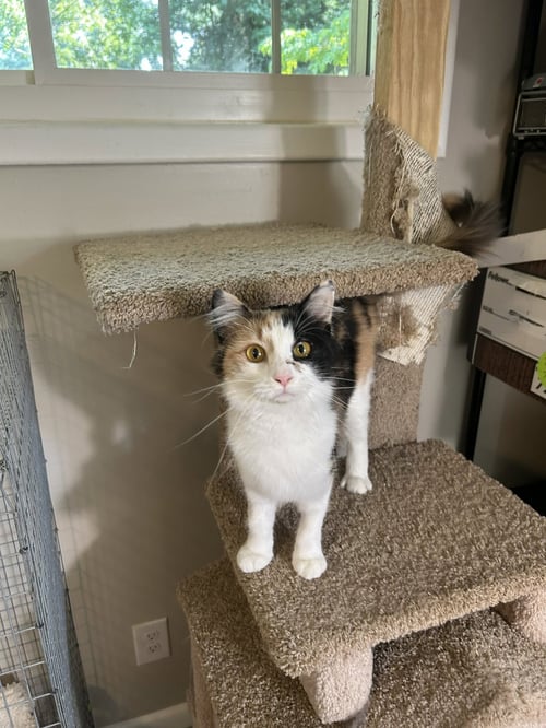 CALLIE KATT - DELICATE BEAUTY! SWEET! YOUNG - Calico / Domestic Long Hair available for adoption