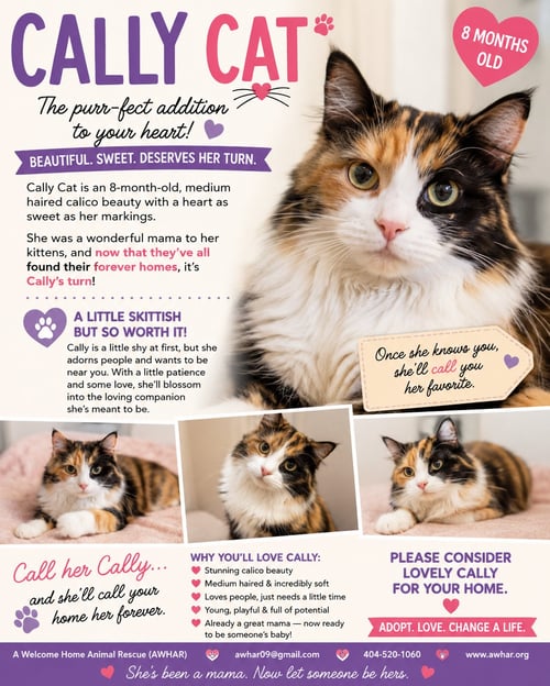 CALLY KATT - DELICATE SCARED BEAUTY! SWEET! - Calico available for adoption