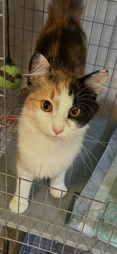 CALLY KATT - DELICATE SCARED BEAUTY! SWEET! - Calico available for adoption