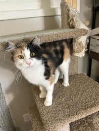 Callie Kitten - Delicate Beauty! SWEET! Young - Photo 6