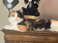 Callie Kitten - Delicate Beauty! SWEET! Young - Photo 1
