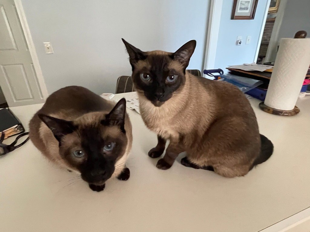 Rook & Bishop - Checkmate BEAUTIES Bonded Brothers Image