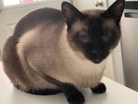 Rook & Bishop - Checkmate BEAUTIES Bonded Brothers - Photo 3