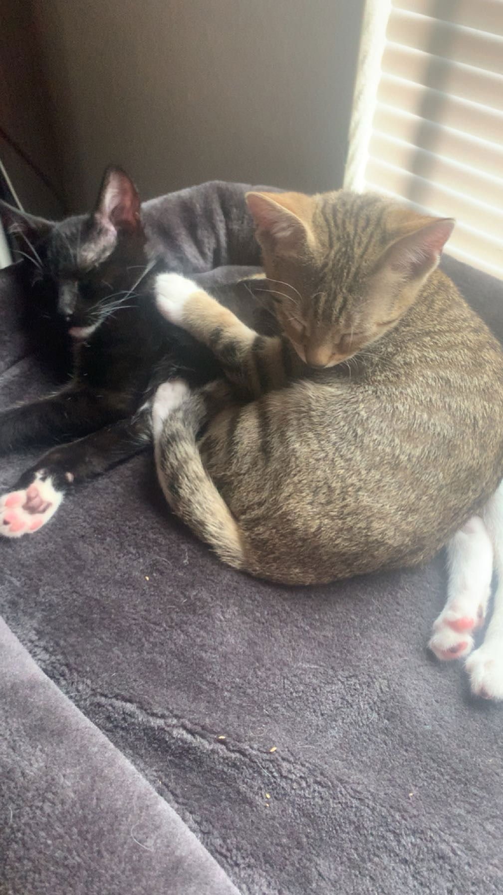 KING & PRINCE - BONDED PAIR YOUNG BEAUTIES