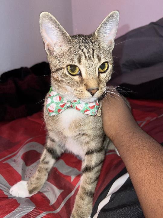 KING & PRINCE - BONDED PAIR YOUNG BEAUTIES - American Shorthair available for adoption