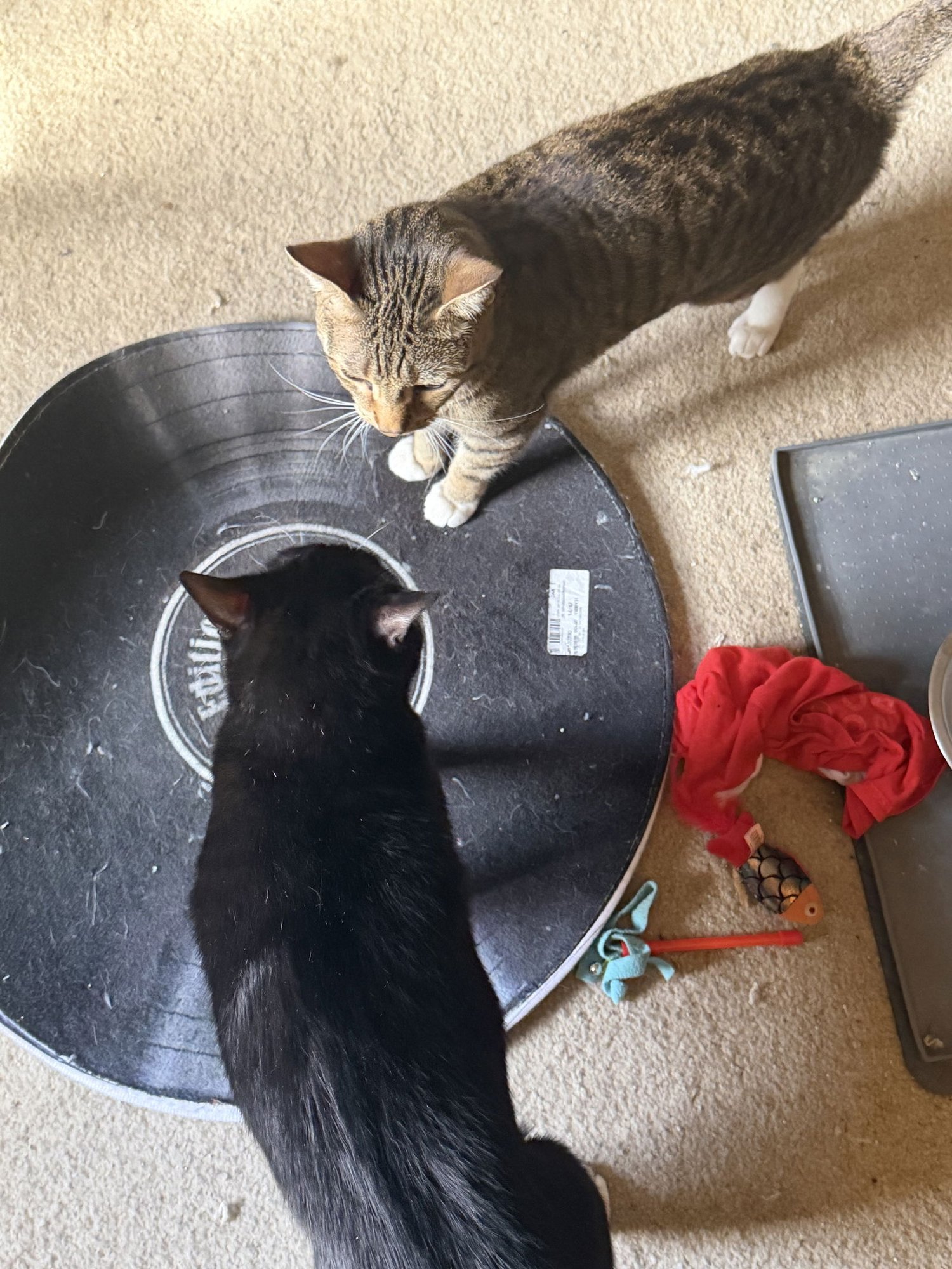 King & Prince - Bonded Pair Young beauties - Photo 11