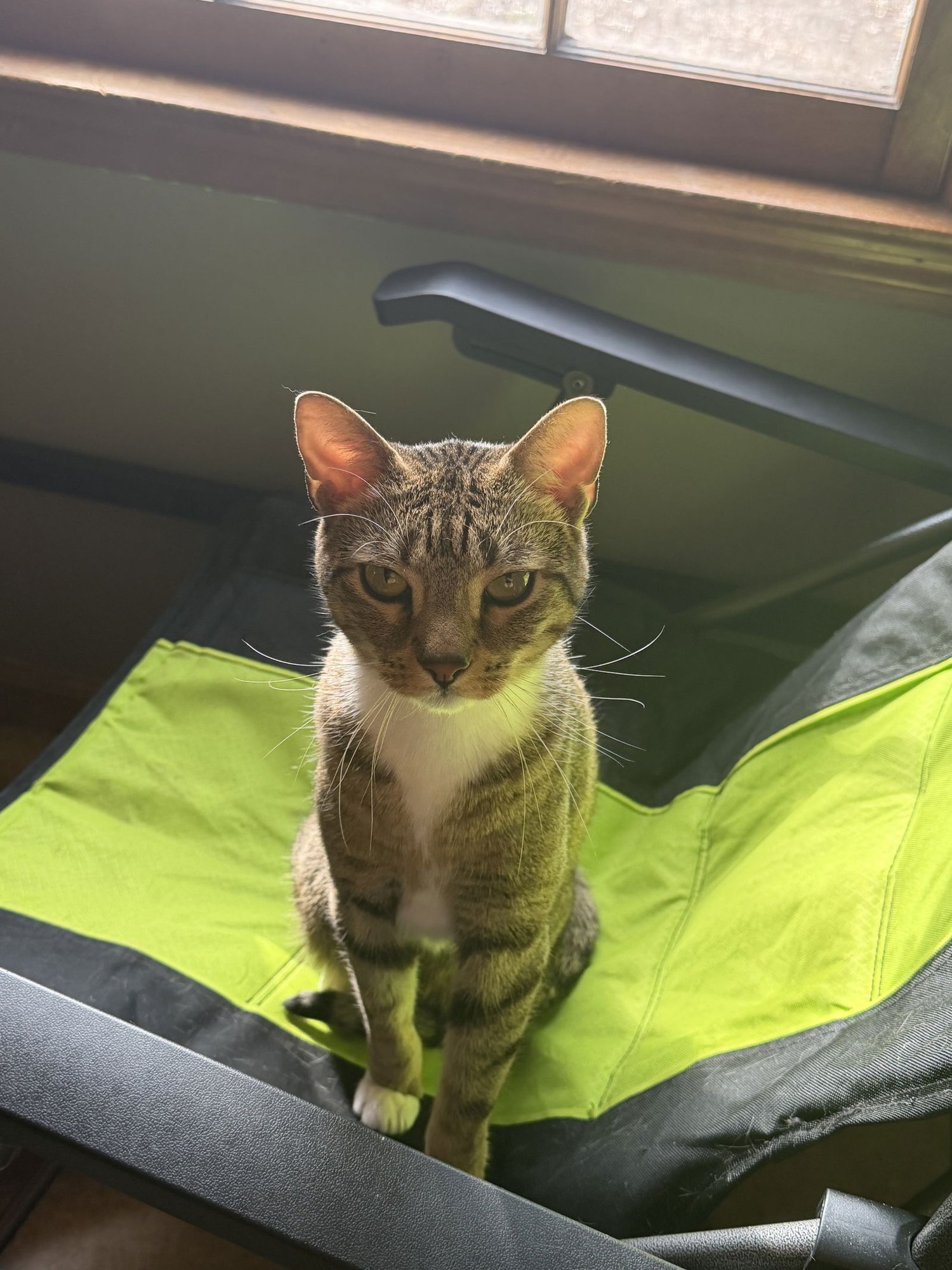 King & Prince - Bonded Pair Young beauties - Photo 3