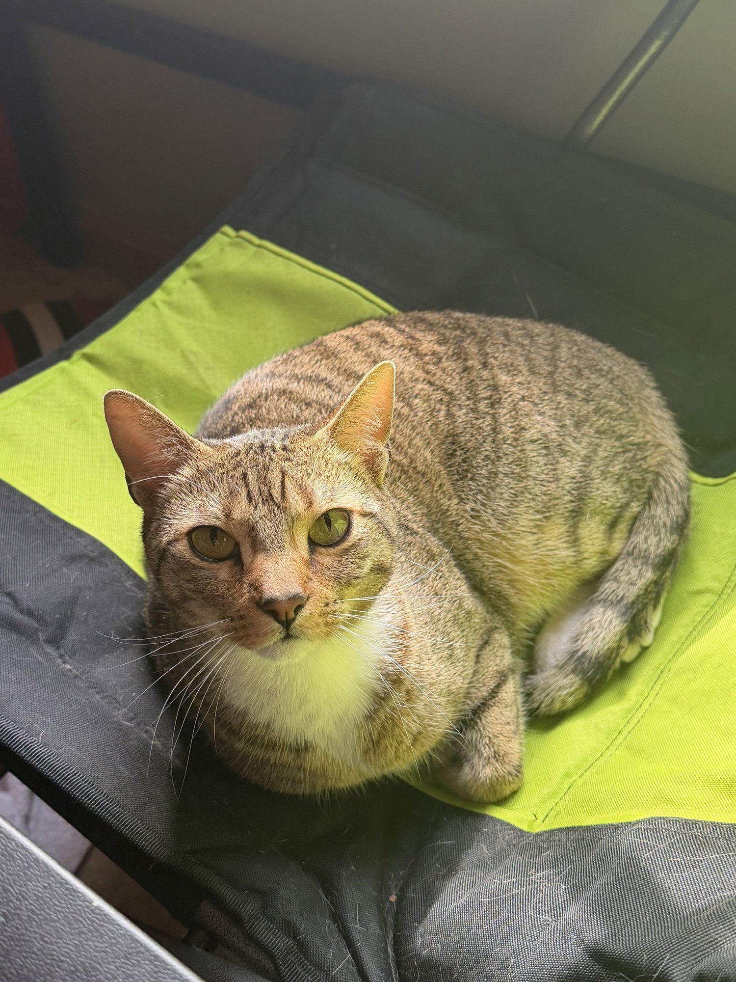 King & Prince - Bonded Pair Young beauties - Photo 4