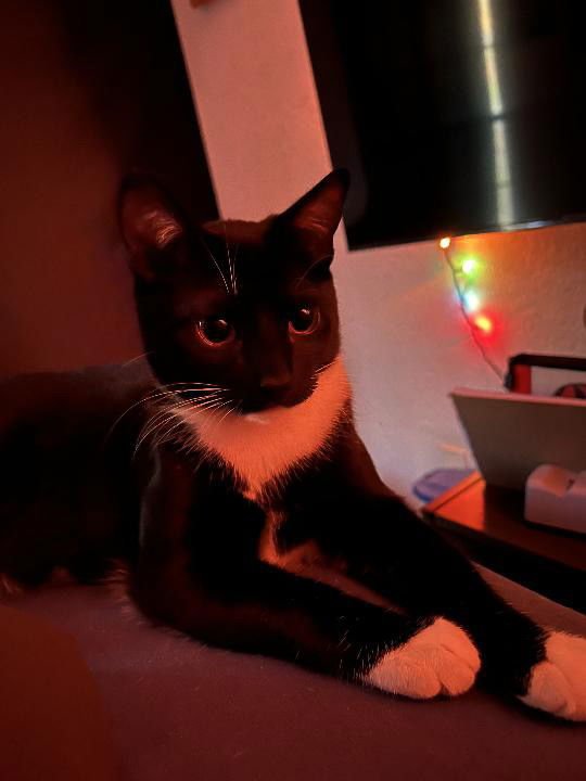 King & Prince - Bonded Pair Young beauties - Photo 5